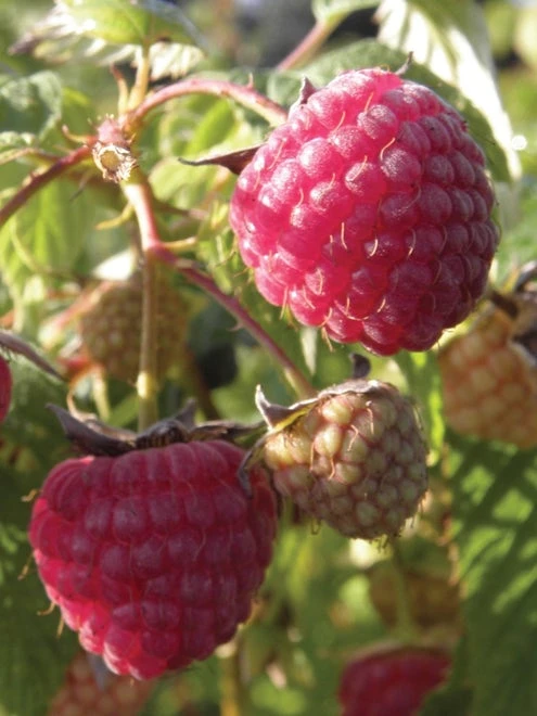 Raspberry, Glencoe - Image 2
