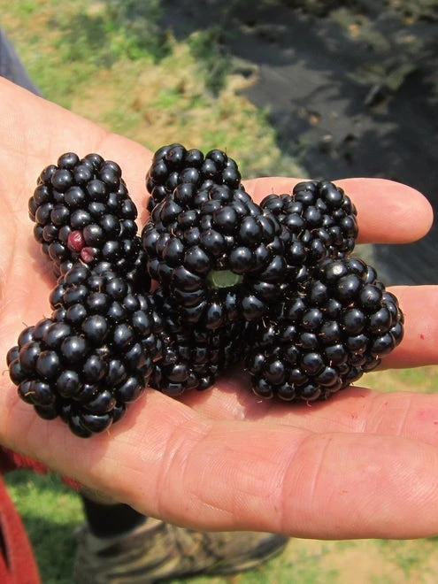 Blackberry, Natchez - Image 2