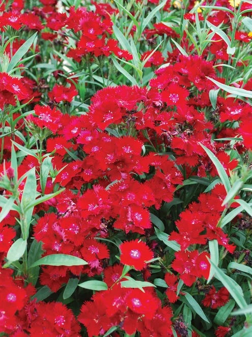 Dianthus, Rockin Red - Image 6