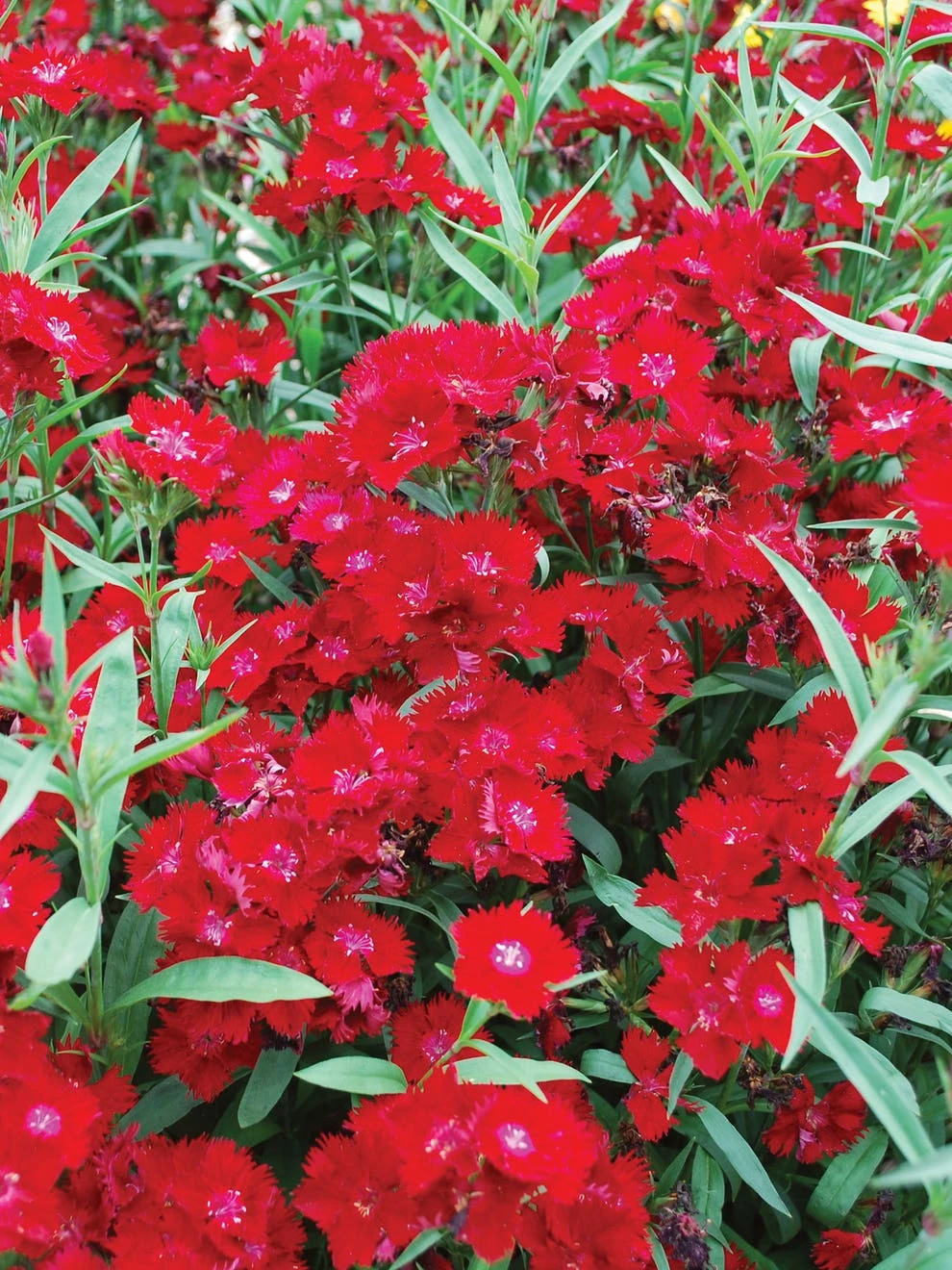 Dianthus, Rockin Red - Image 3