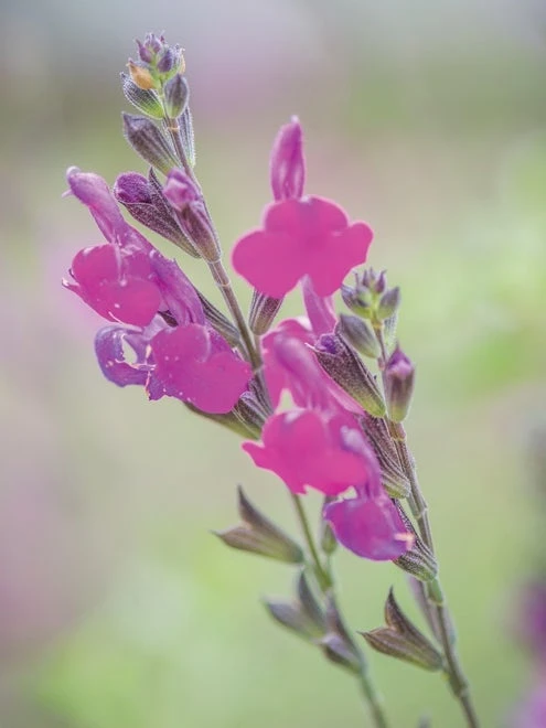 Salvia, Arctic Blaze Purple - Image 2