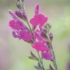 Salvia, Arctic Blaze Purple