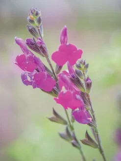Salvia, Arctic Blaze Purple