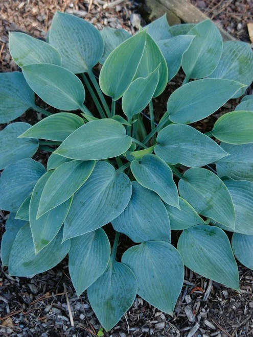 Hosta, Halcyon - Image 3