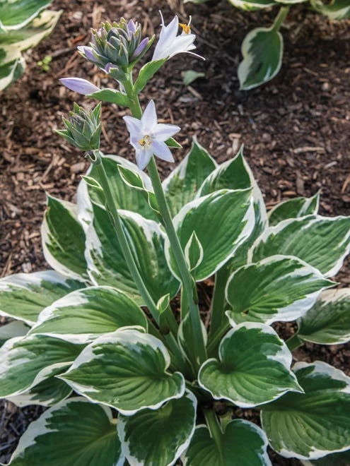 Hosta, Minuteman - Image 6