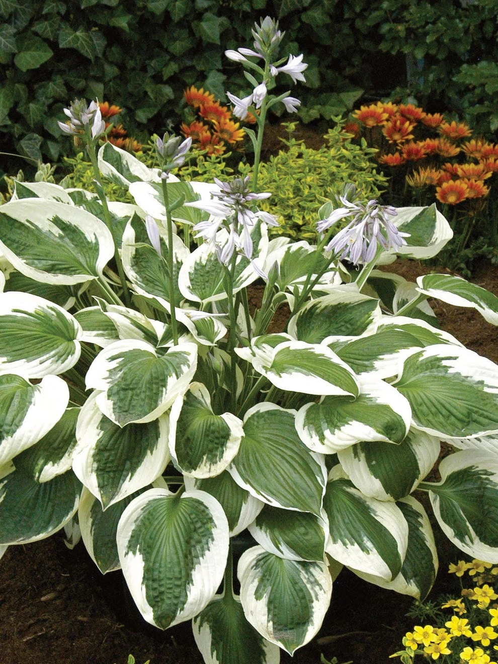 Hosta, Minuteman - Image 3