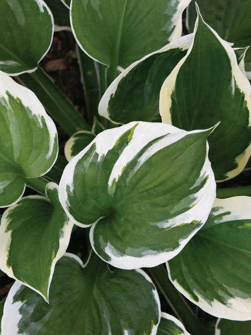 Hosta, Minuteman - Image 8