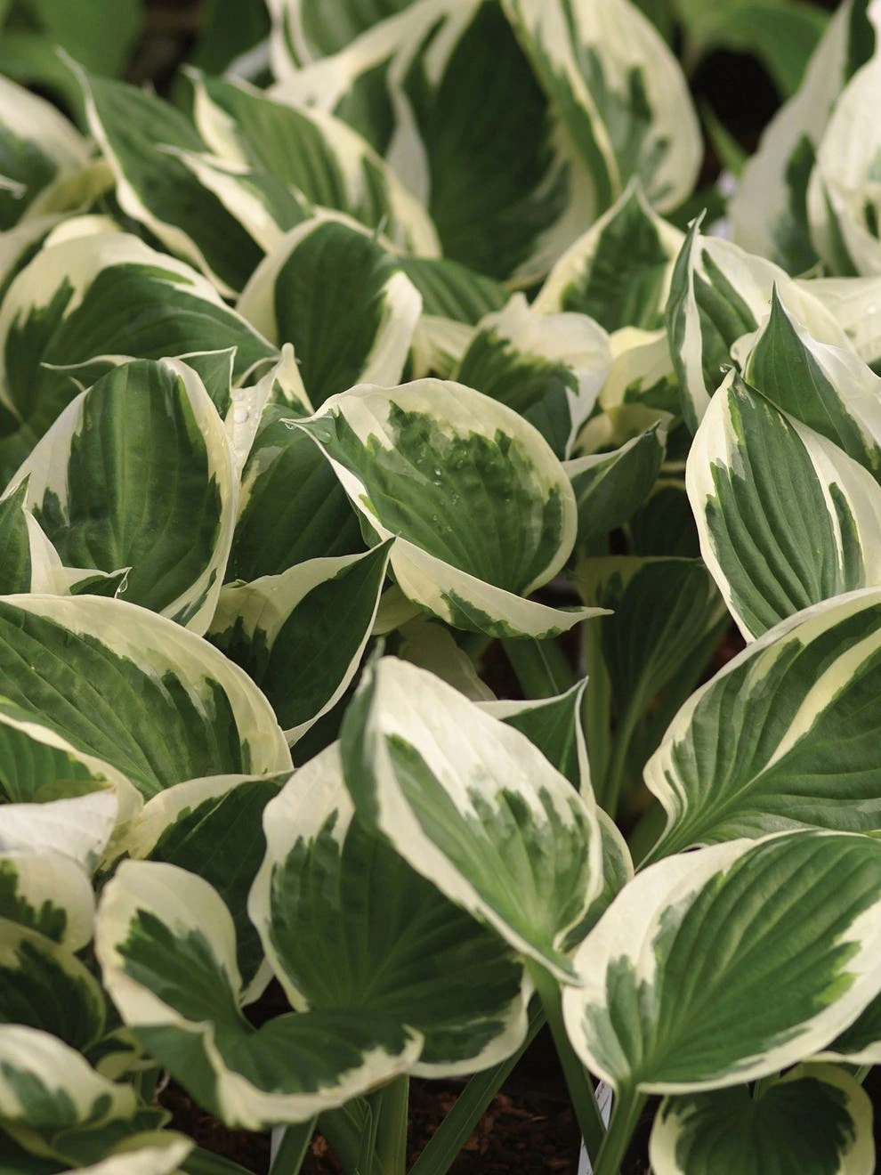 Hosta, Minuteman