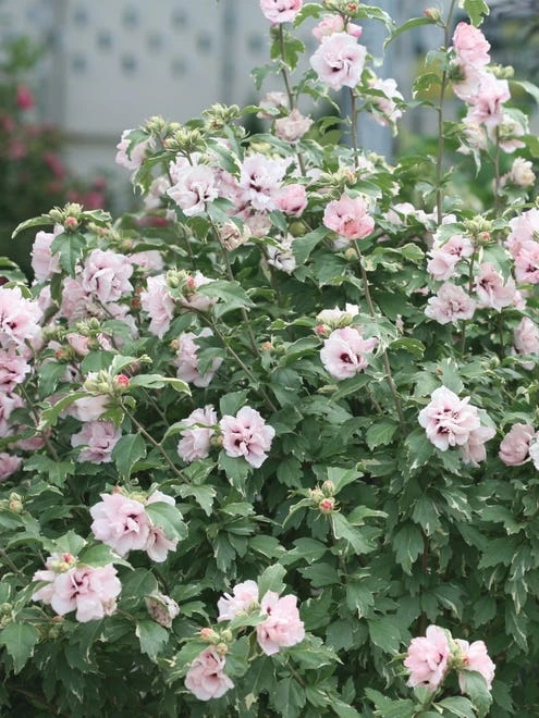Hibiscus, Sugar Tip® - Image 4