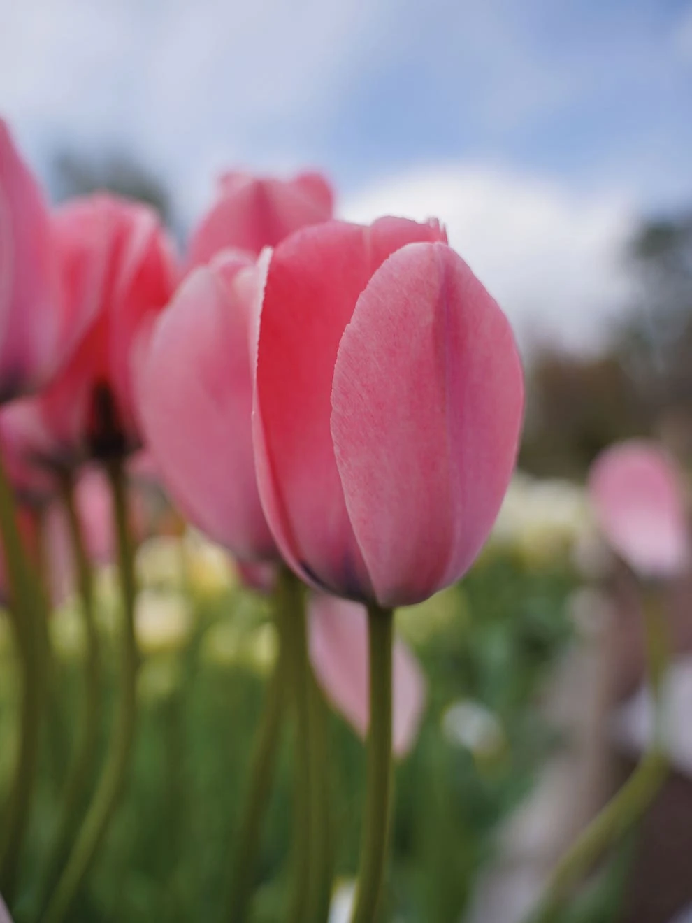 Tulip, Bella Blush - Image 3