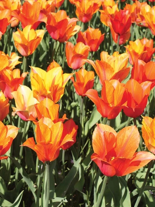 Tulip, El Nino - Image 6