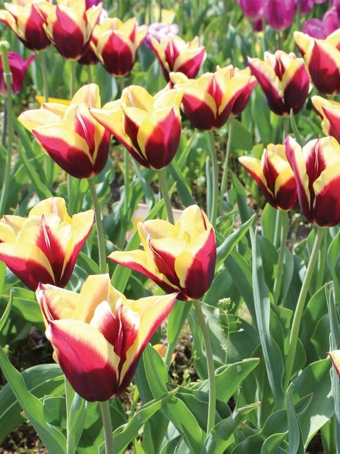 Tulip, Gavota - Image 4