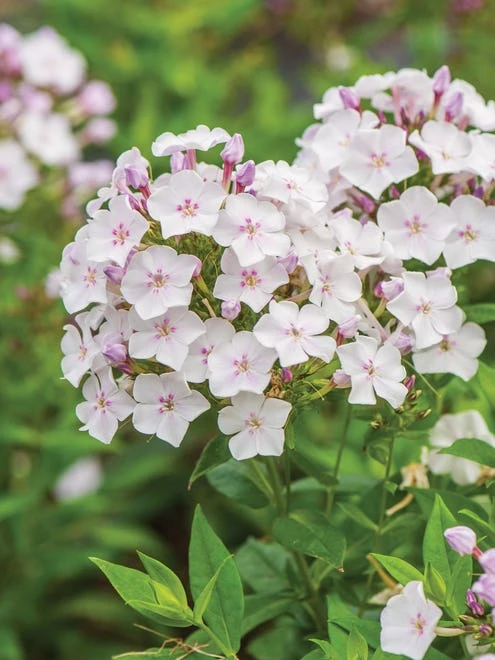 Phlox Paniculata, Party Girl - Image 5