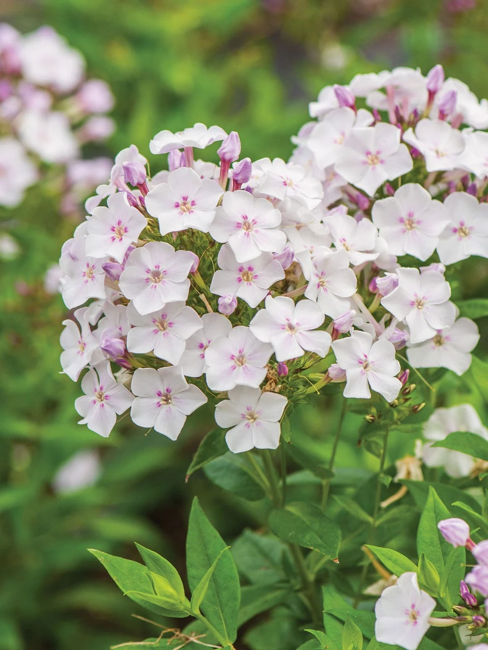Phlox Paniculata, Party Girl - Image 2