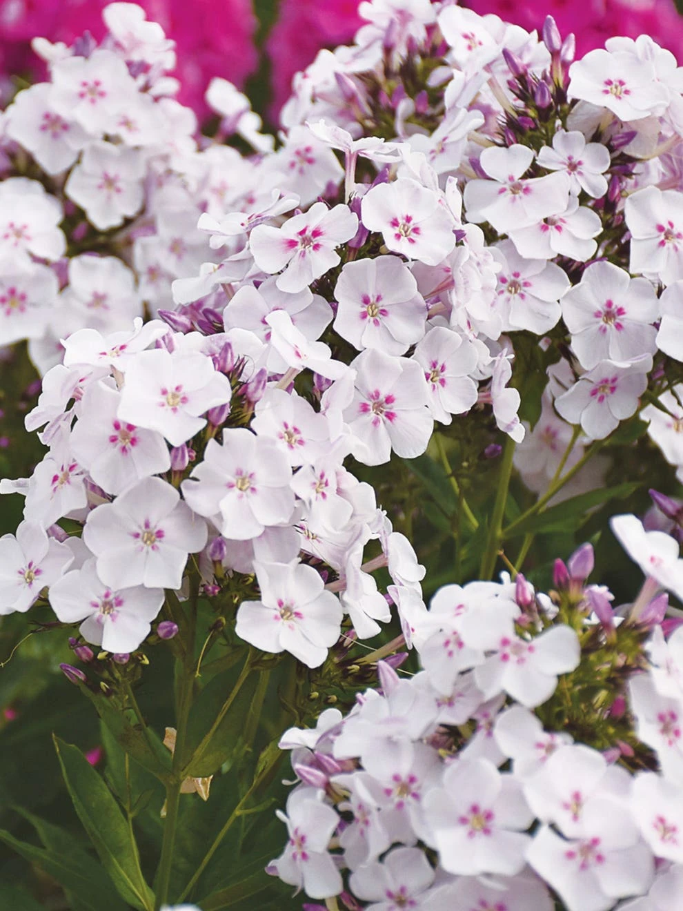 Phlox Paniculata, Party Girl - Image 3