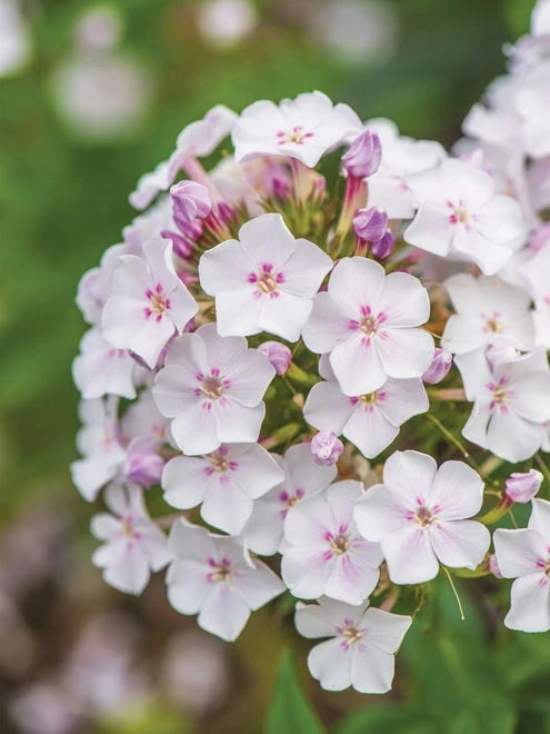 Phlox Paniculata, Party Girl - Image 4