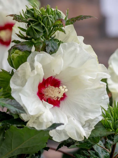 Hibiscus, Summerific® French Vanilla - Image 4