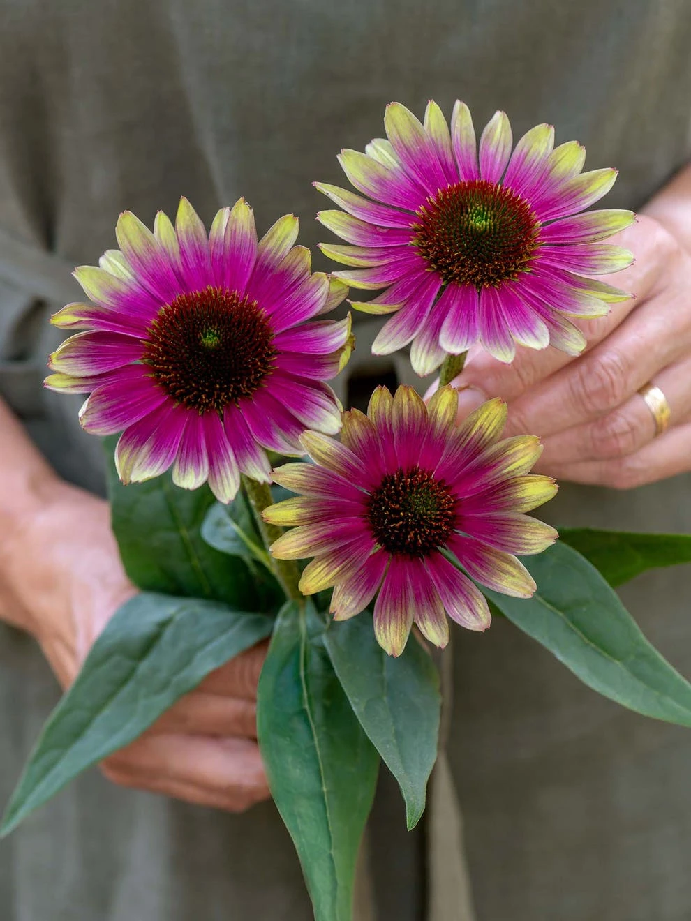 Echinacea, Sweet Sandia - Image 3