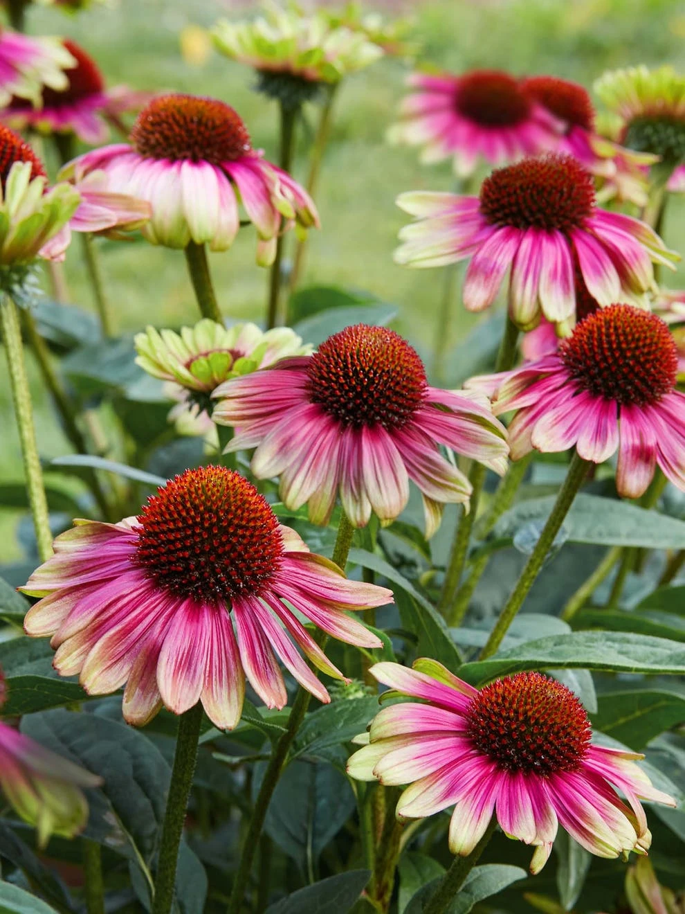 Echinacea, Sweet Sandia - Image 4