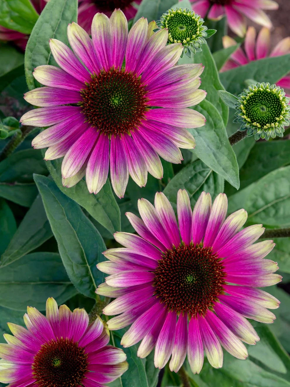 Echinacea, Sweet Sandia