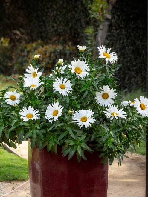 Shasta Daisy, Betsy - Image 2