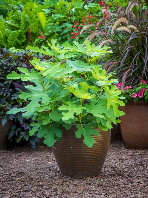 Fig, Fignomenal - Image 4