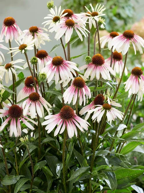 Echinacea, Pretty Parasols - Image 5
