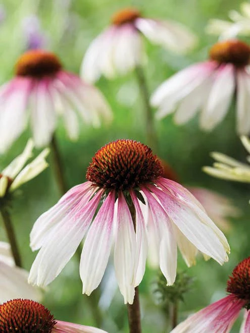 Echinacea, Pretty Parasols - Image 4