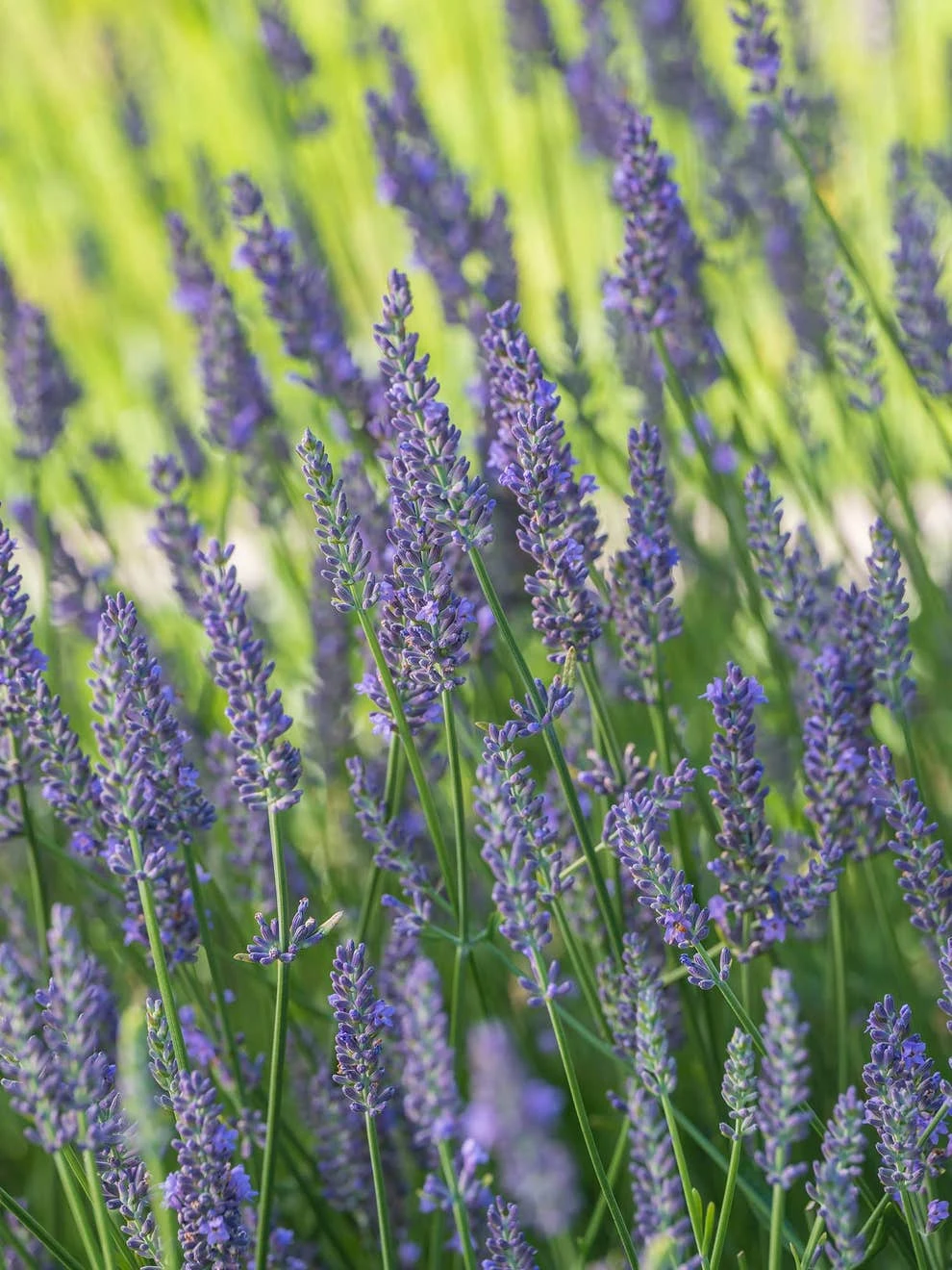 Lavender, Sensational!® - Image 3