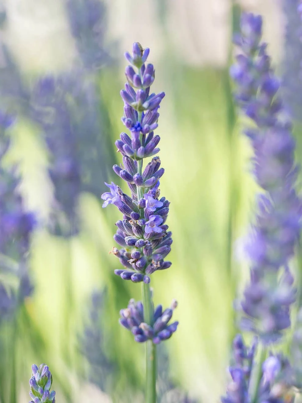 Lavender, Sensational!® - Image 4