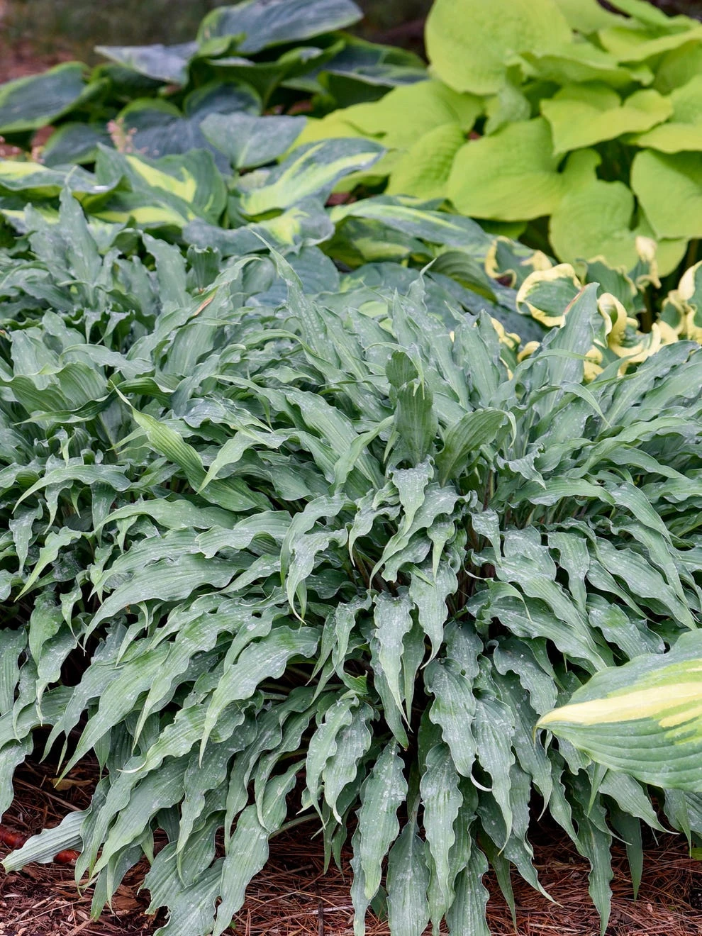 Hosta, Silly String - Image 2
