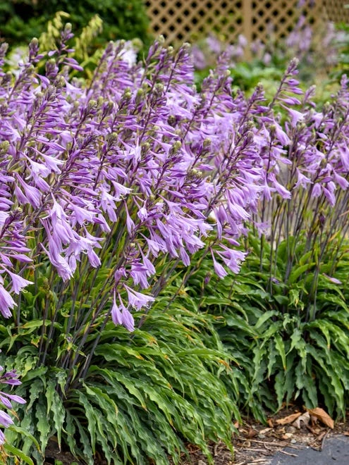 Hosta, Silly String - Image 3