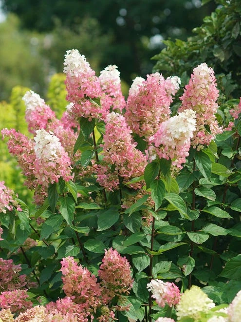 Hydrangea Paniculata, Pinky Winky Prime - Image 4