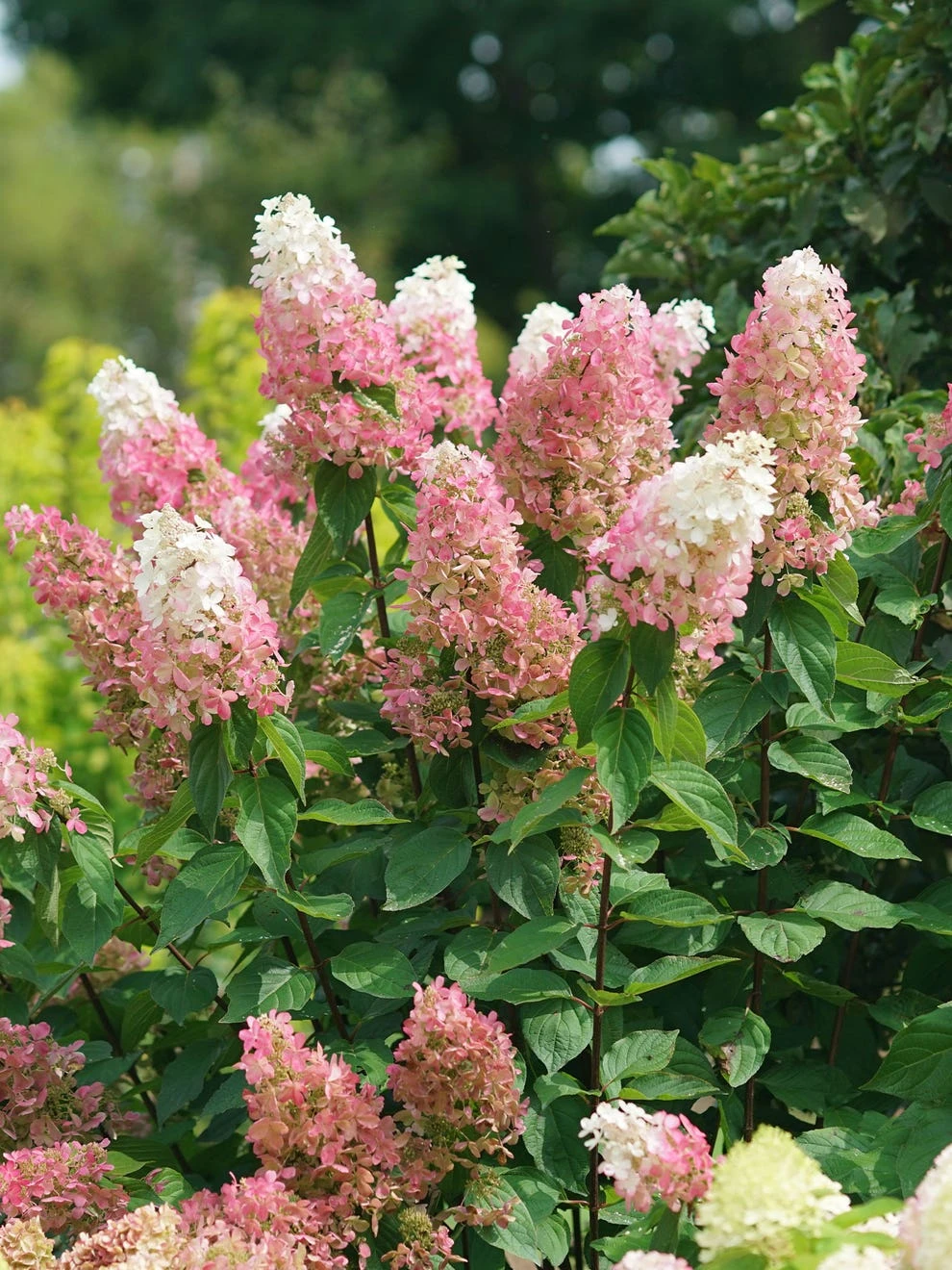 Hydrangea Paniculata, Pinky Winky Prime - Image 2