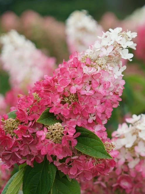 Hydrangea Paniculata, Pinky Winky Prime - Image 3