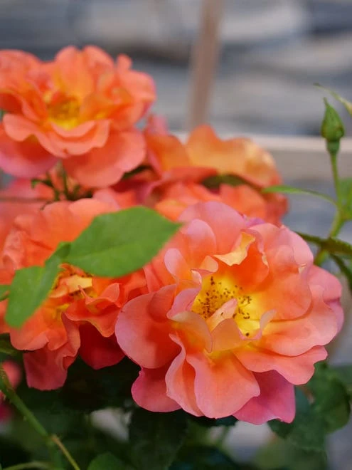 Rose, Rise Up Emberays - Image 3