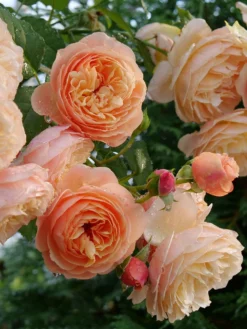 Rose, Flavorette Honey-Apricott