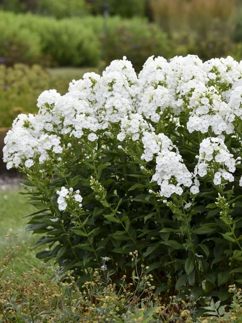 Phlox, Backlight - Image 4