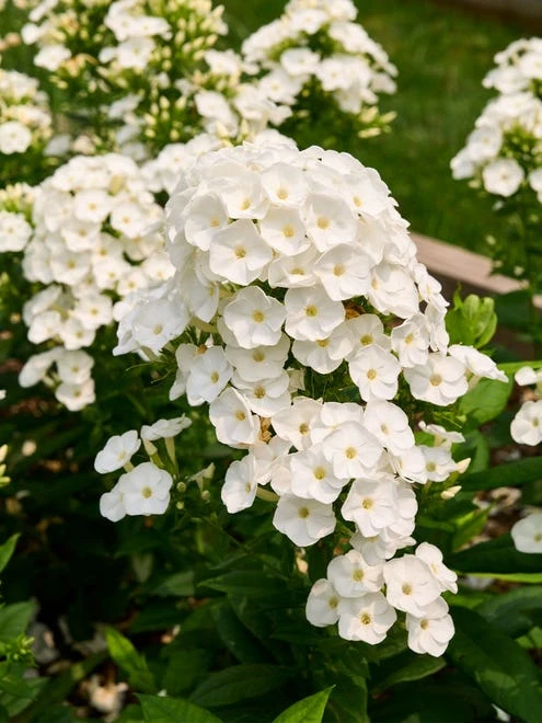 Phlox, Backlight - Image 3