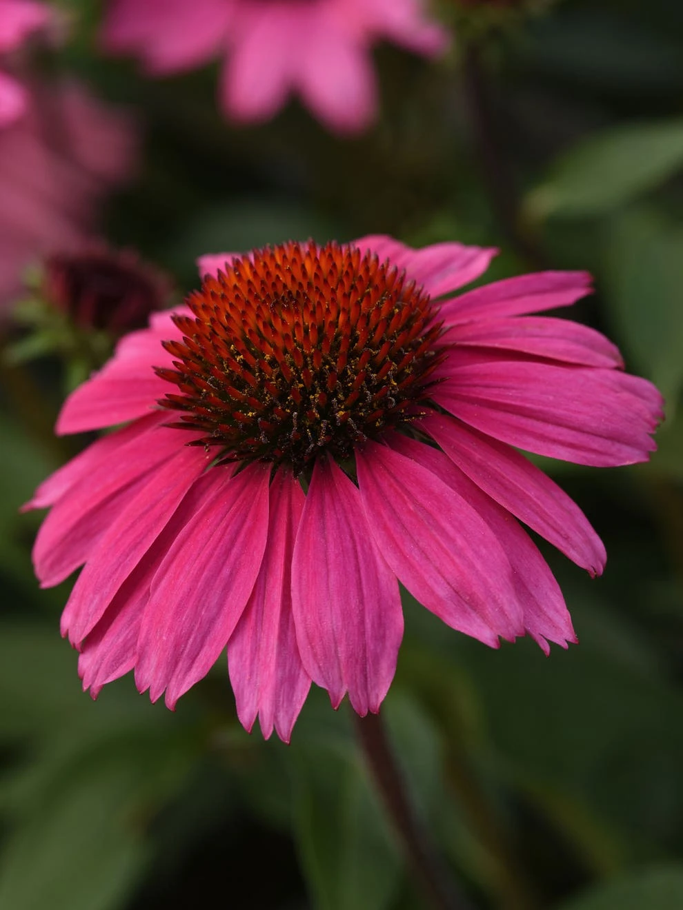 Echinacea, Sombrero Rosada - Image 2