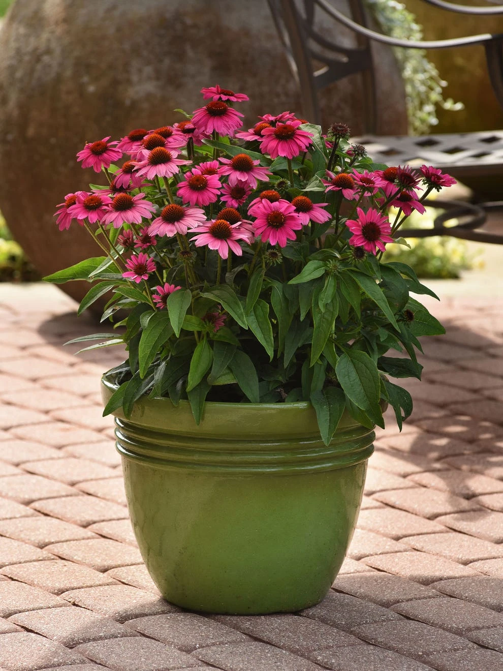 Echinacea, Sombrero Rosada - Image 3