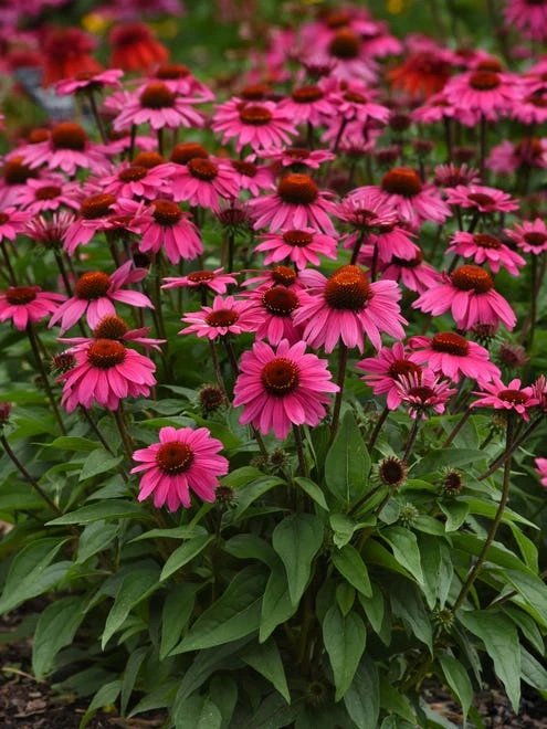Echinacea, Sombrero Rosada - Image 4