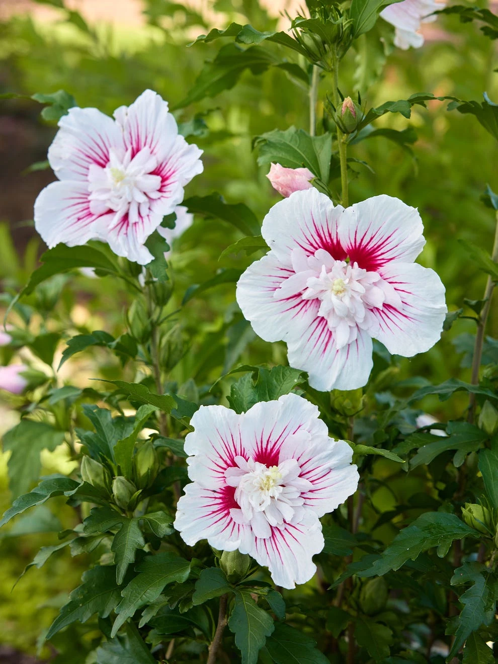 Hibiscus, Starblast Chiffon - Image 3