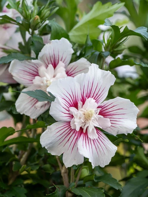 Hibiscus, Starblast Chiffon - Image 4