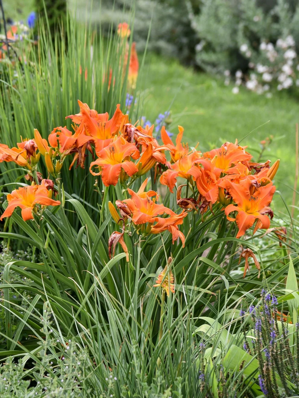 Daylily, Primal Scream - Image 2