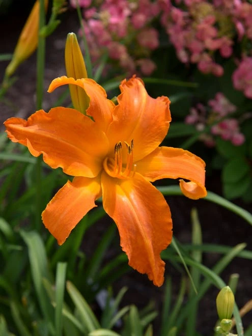 Daylily, Primal Scream - Image 3