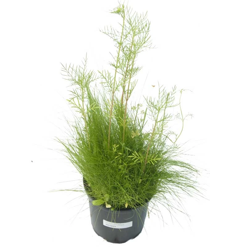 Peaceful Valley Low-Growing Grasses & Wildflowers Seed (lb) - Image 2