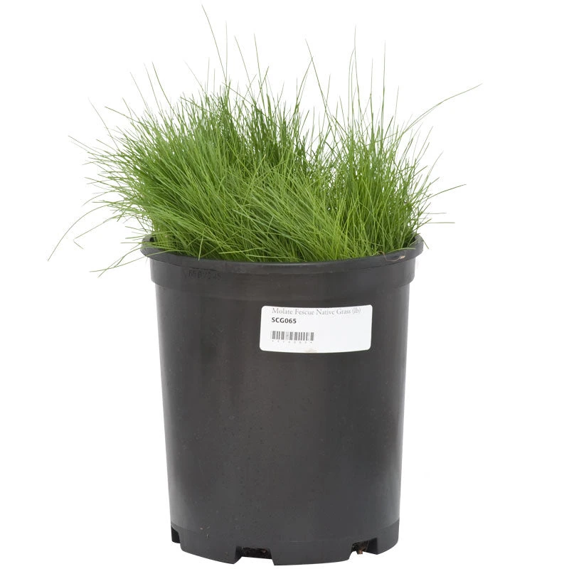 Molate Fescue Native Grass Seed (lb) - Image 2