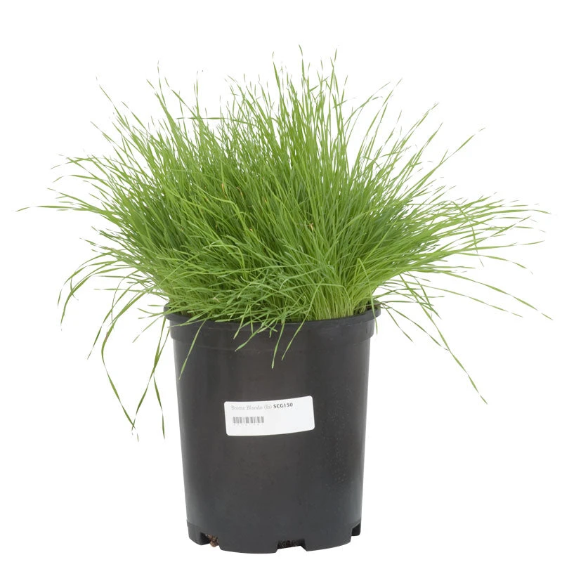 Blando Brome Grass Seed (lb) - Image 2