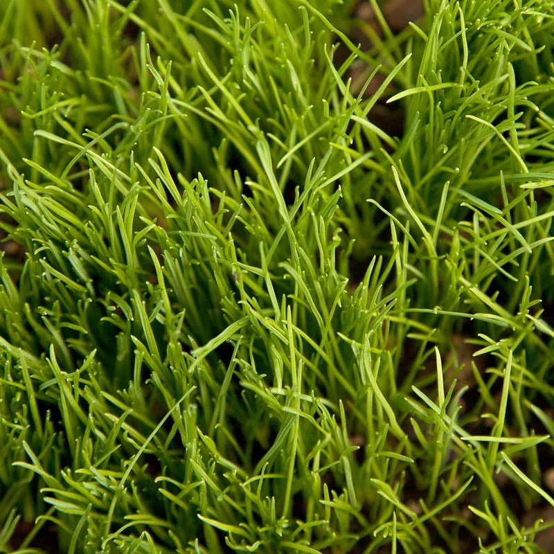 Organic Ryegrass, Oregon Annual (lb) - Image 3